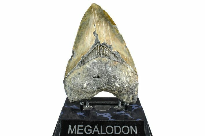 Fossil Megalodon Tooth - North Carolina #368435